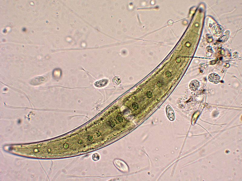 Prima alga osservata